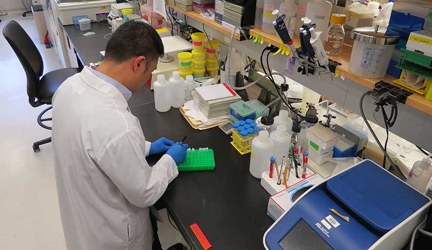 A postdoctoral researcher doing research in a lab
