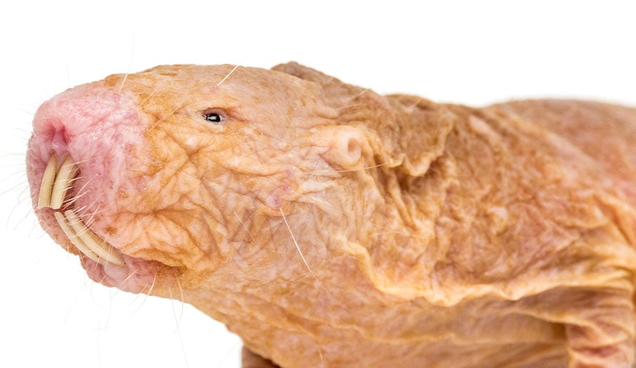 naked mole rat