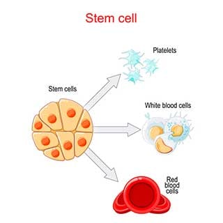 Parts of a stem cell