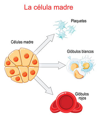 Las c&eacute;lulas madre sangu&iacute;neas
