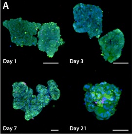 images of 3D grown cells