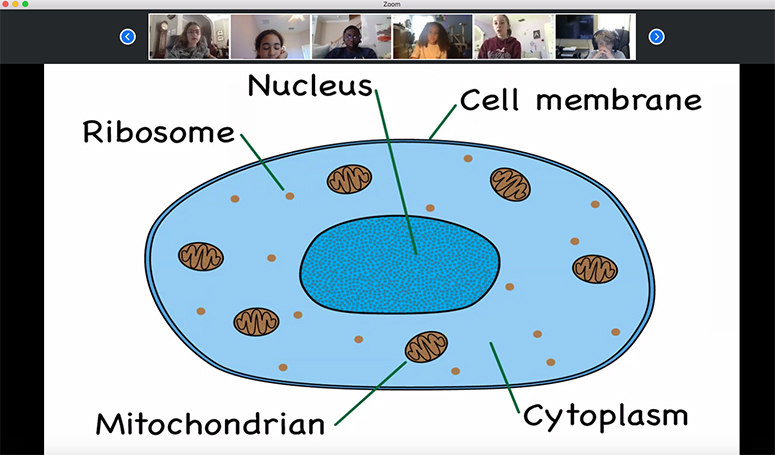 Dr. Fields illustrates cell make up over Zoom.