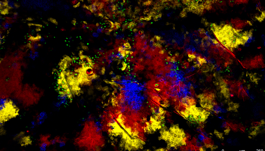 SkinBow Cellular Makeup