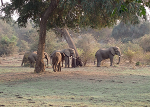 Elephants casually graze just behind the home the four women shared in Zambia.