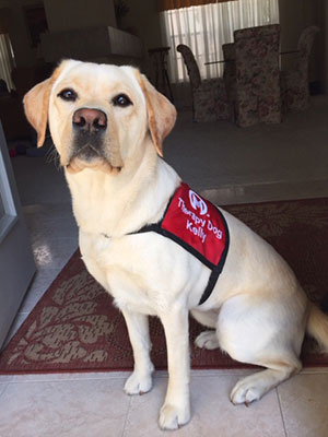 image of pet therapy pup Kelly