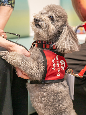 Teddy, pet volunteer