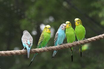 Parakeets