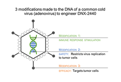 The vaccine contains a genetically modified adenovirus. Courtesy: DNAtrix