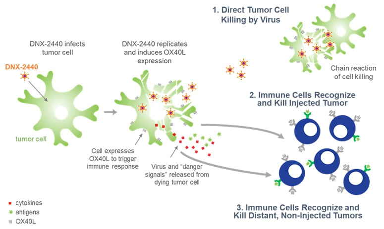 The trial will look at the body’s immune response against cancer cells after virus injection. Courtesy: DNAtrix