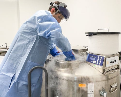 During the cell manufacturing process, cells are initally frozen for preservation. They are periodically thawed and mixed with antigens and proteins to promote growth.