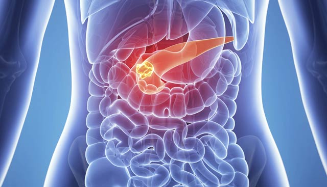 Pancreas highlighted in orange