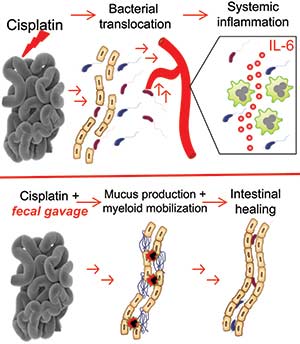 Graphical abstract microbiota