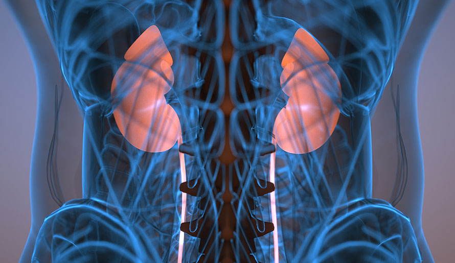 interior body highlighting body parts