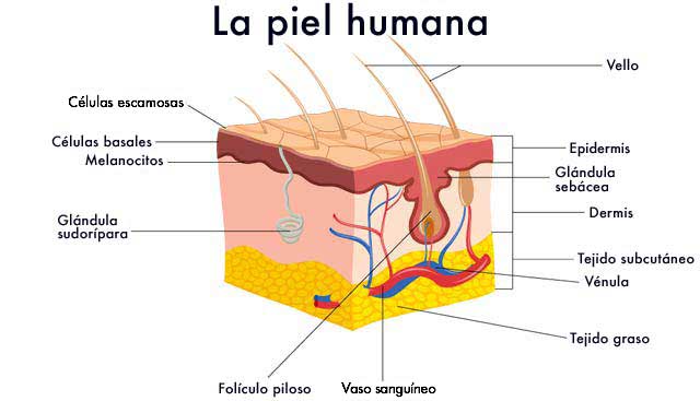 la piel humana