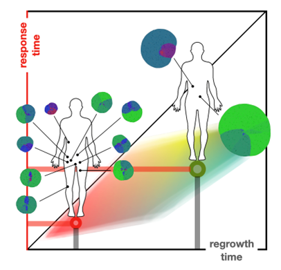 graphic showing response time and regrowth time